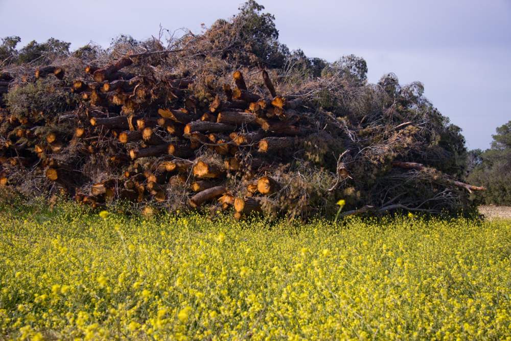 biomasa sostenible 