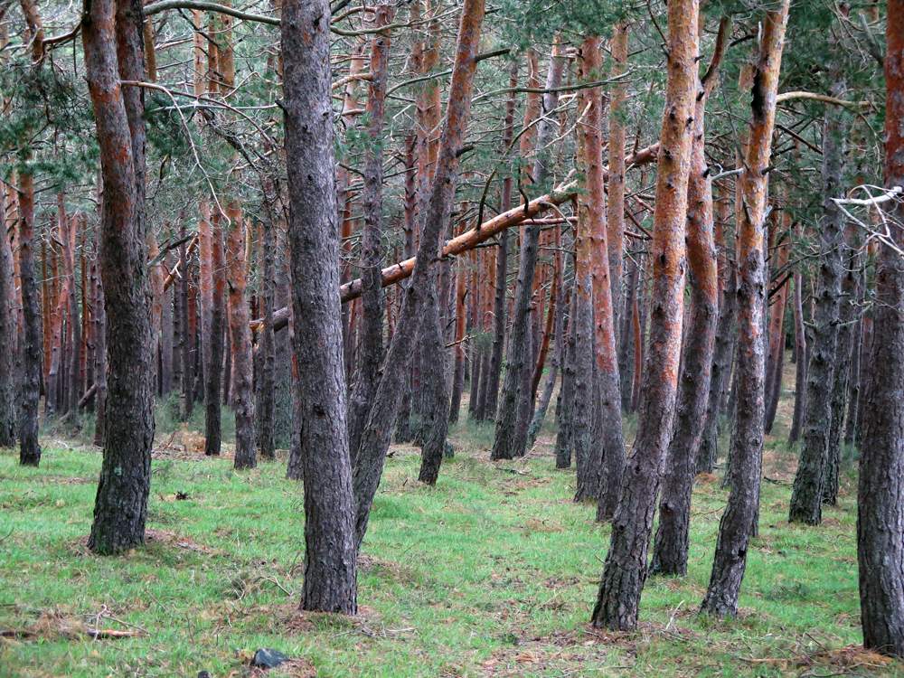 pinar necesita gestion forestal sostenible