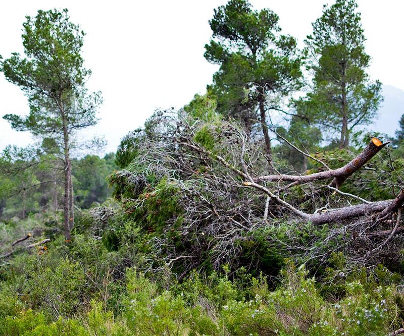 valorizacion energetica biomasa forestal Castilla La Mancha contra incendios forestales magnon