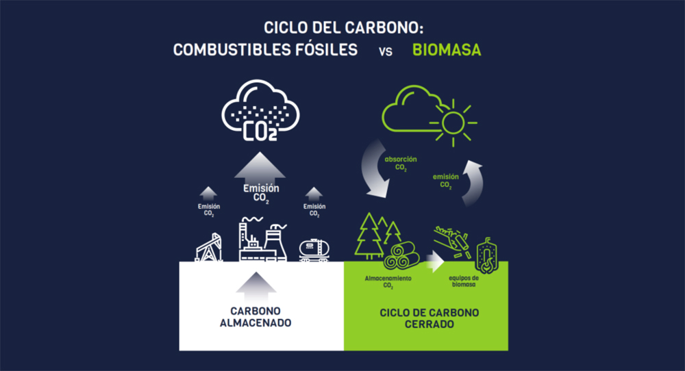 Ciclo carbono biomasa vs combustibles fosiles