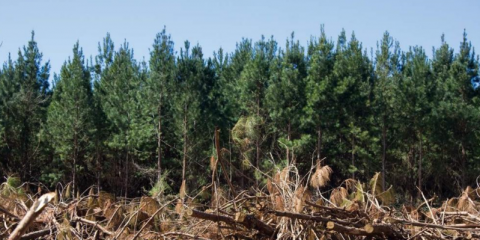 Bosque de pinos y poda de material