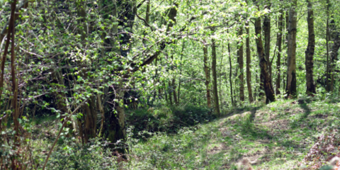 Bosque