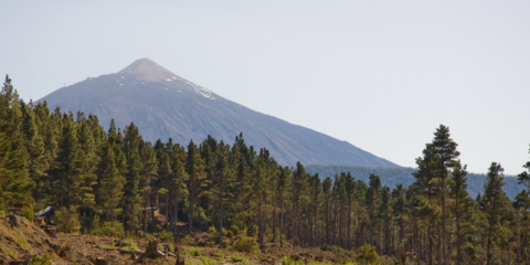 Bosque y Teide