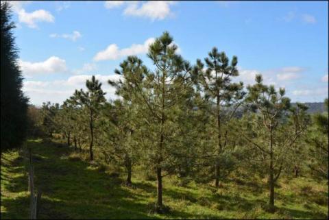 pinos resistentes al nematodo CIF Lourizan