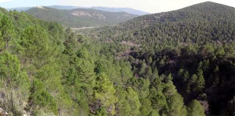 Pinar Murcia aprovechamiento biomasa contra incendios forestales