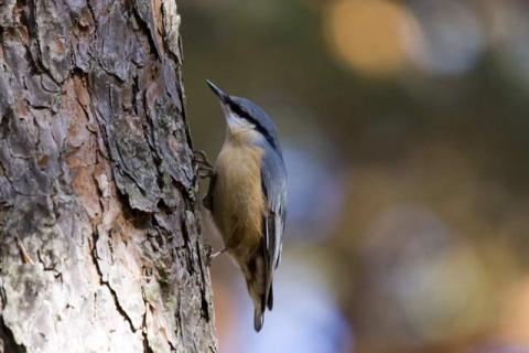 biomasa forestal y sostenibilidad es posible