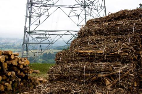 Biomasa para generar electricidad en la transicion energetica