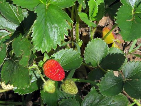 Biomasa de las fresas para generar energia en Serbia