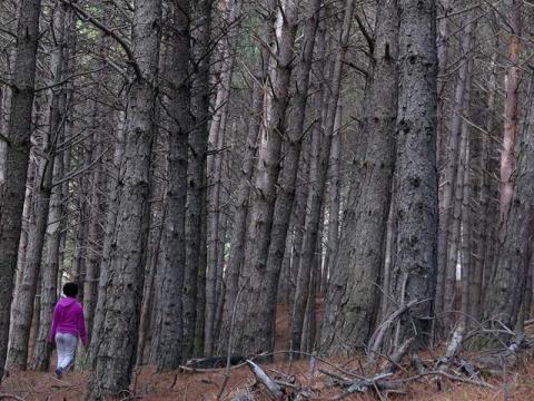 MIMCYL el sector forestal debe estar en el pacto por la reconstruccion de castilla y leon