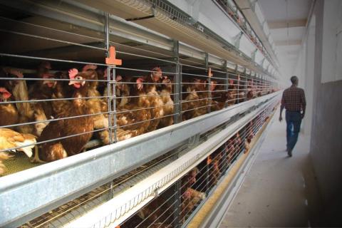 ayudas a la energia renovable electrica y termica sobre todo en sector agroalimentario
