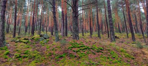 bosques y biomasa en RED III