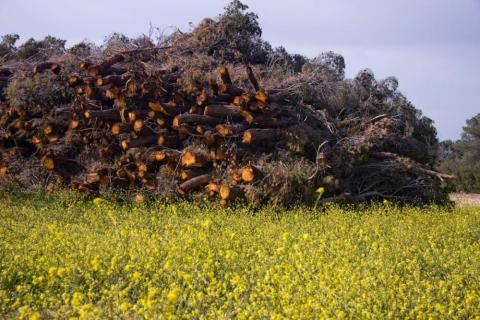 Biomasa lenosa primaria energia sostenible UE2022