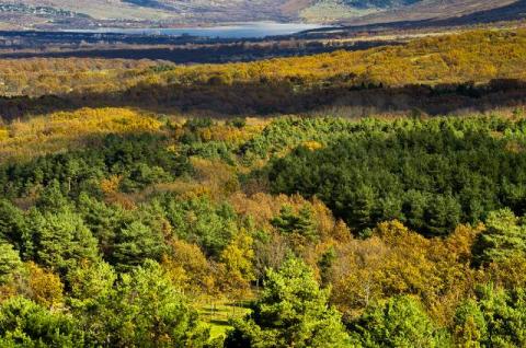 los aprovechamientos forestales para biomasa son vitales para mantener los bosques espanoles 