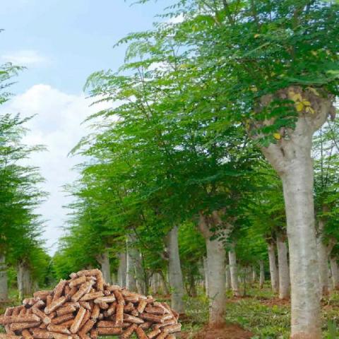 primera planta de pellets en cuba de moringa con ecofricalia