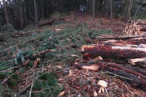 Gestión forestal y bioenergía: los mejores aliados frente al fuego en España